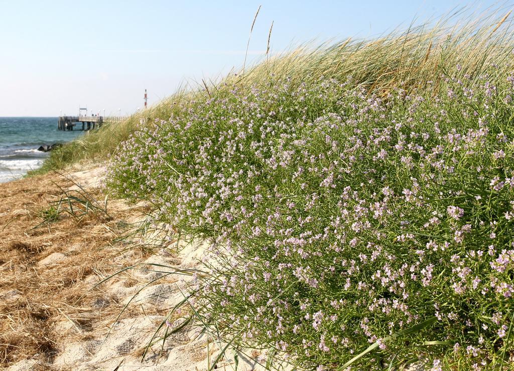 Ostseehotel Wustrow מראה חיצוני תמונה